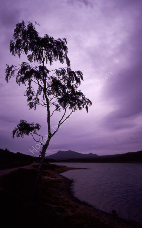 Tree Silhouette.